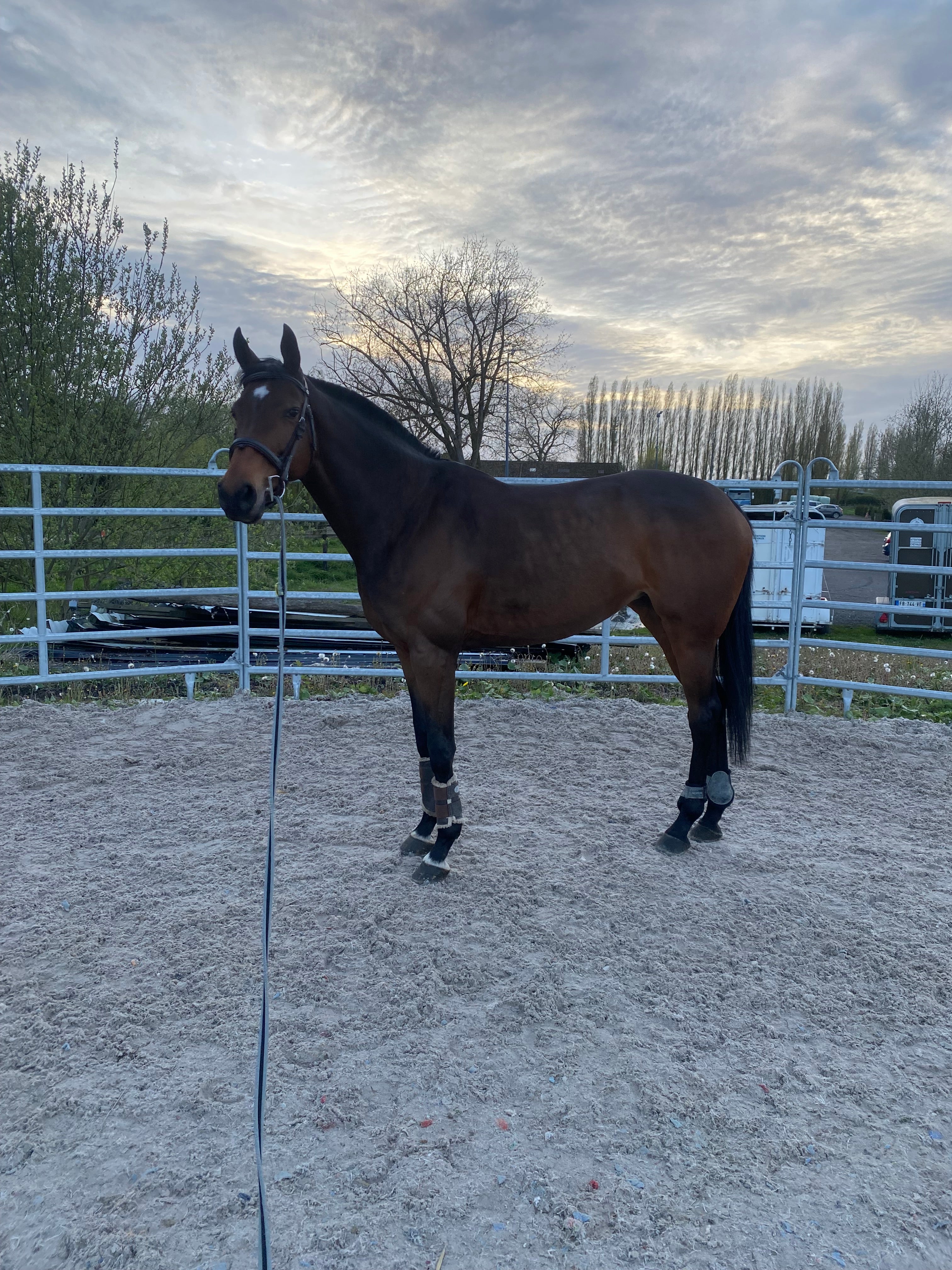 Routine de soins du cheval : les bons gestes au quotidien