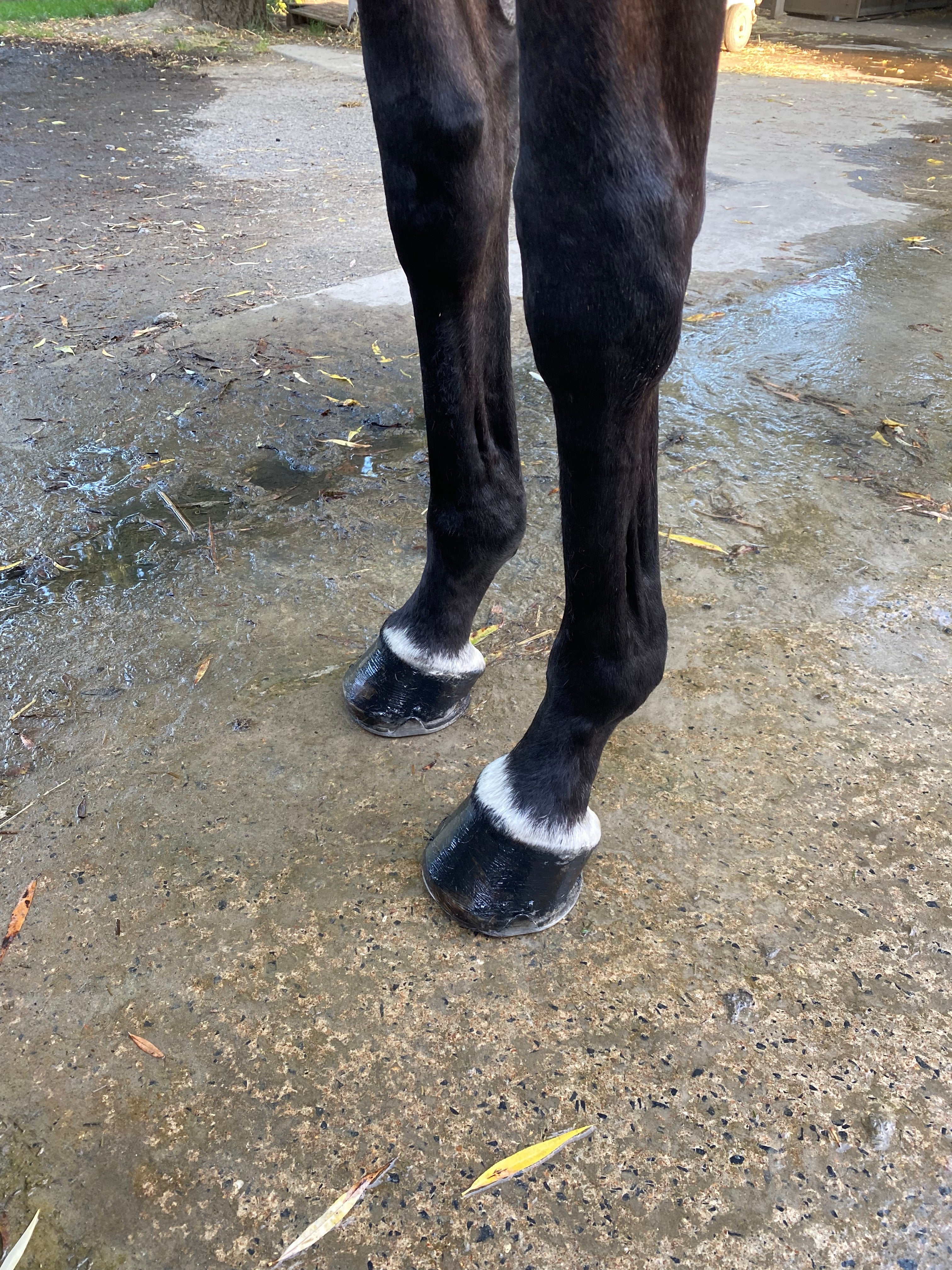 Sabot-cheval-onguent-noir