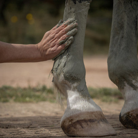 Confort & Locomotion